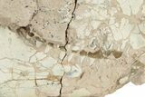 Bargain, Fossil Oreodont (Eporeodon) Skull - South Dakota #249266-2